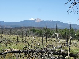 Baldy from near Dan Beard